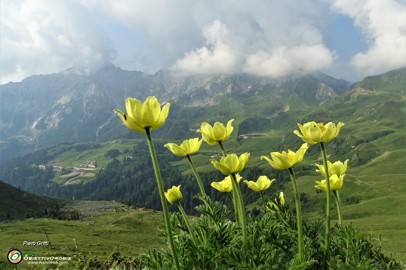 18 Pulsatilla alpina sulfurea con vista sulla costiera Cavallo-Pegherolo.JPG